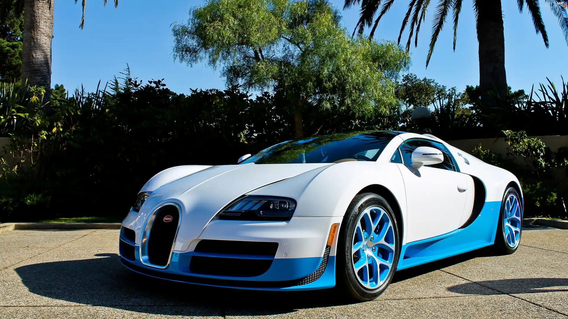 Bugatti Veyron, Palms