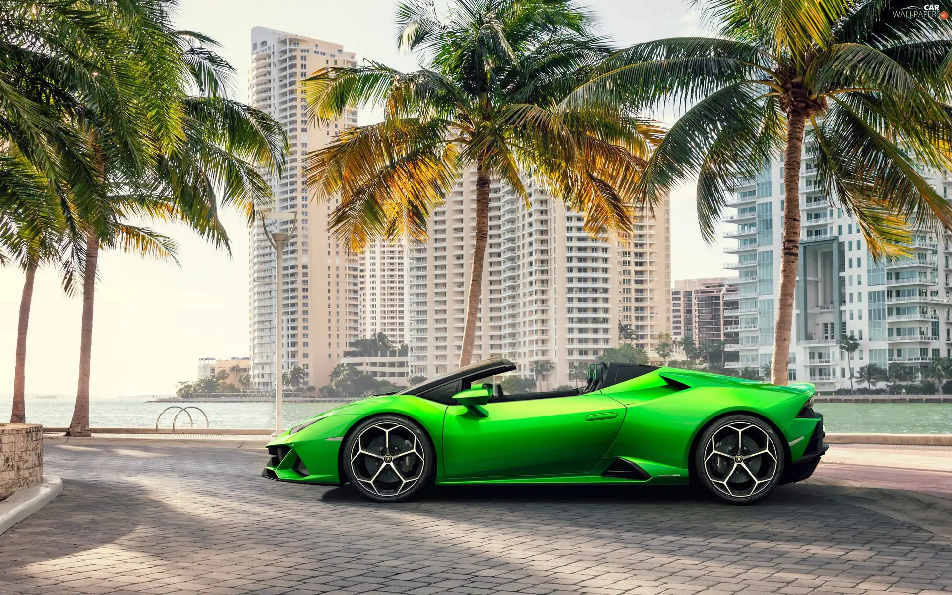 Palms, green ones, Lamborghini Huracan