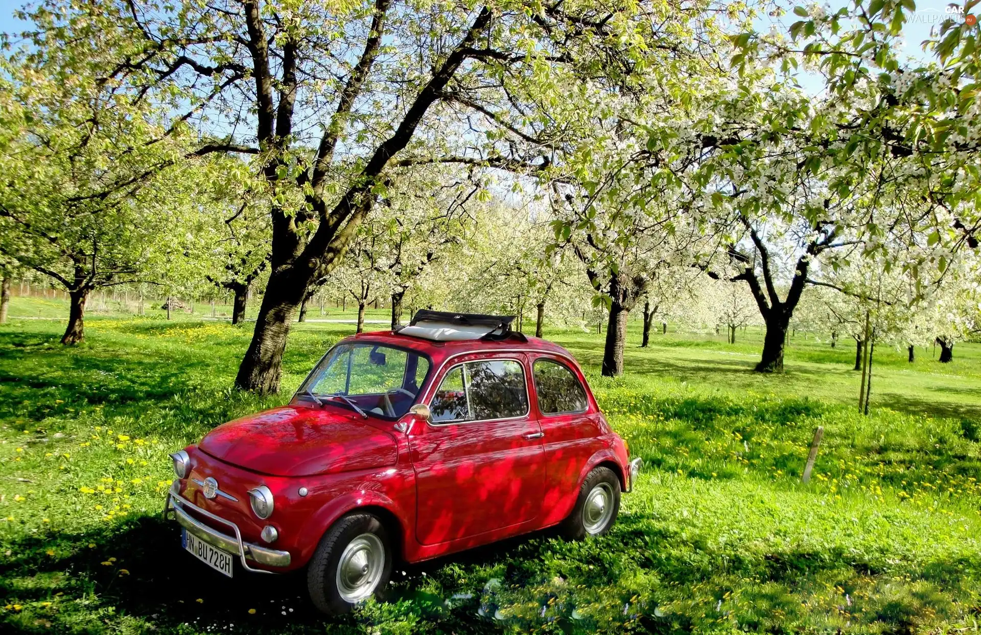 grass, Fiat 500, orchard