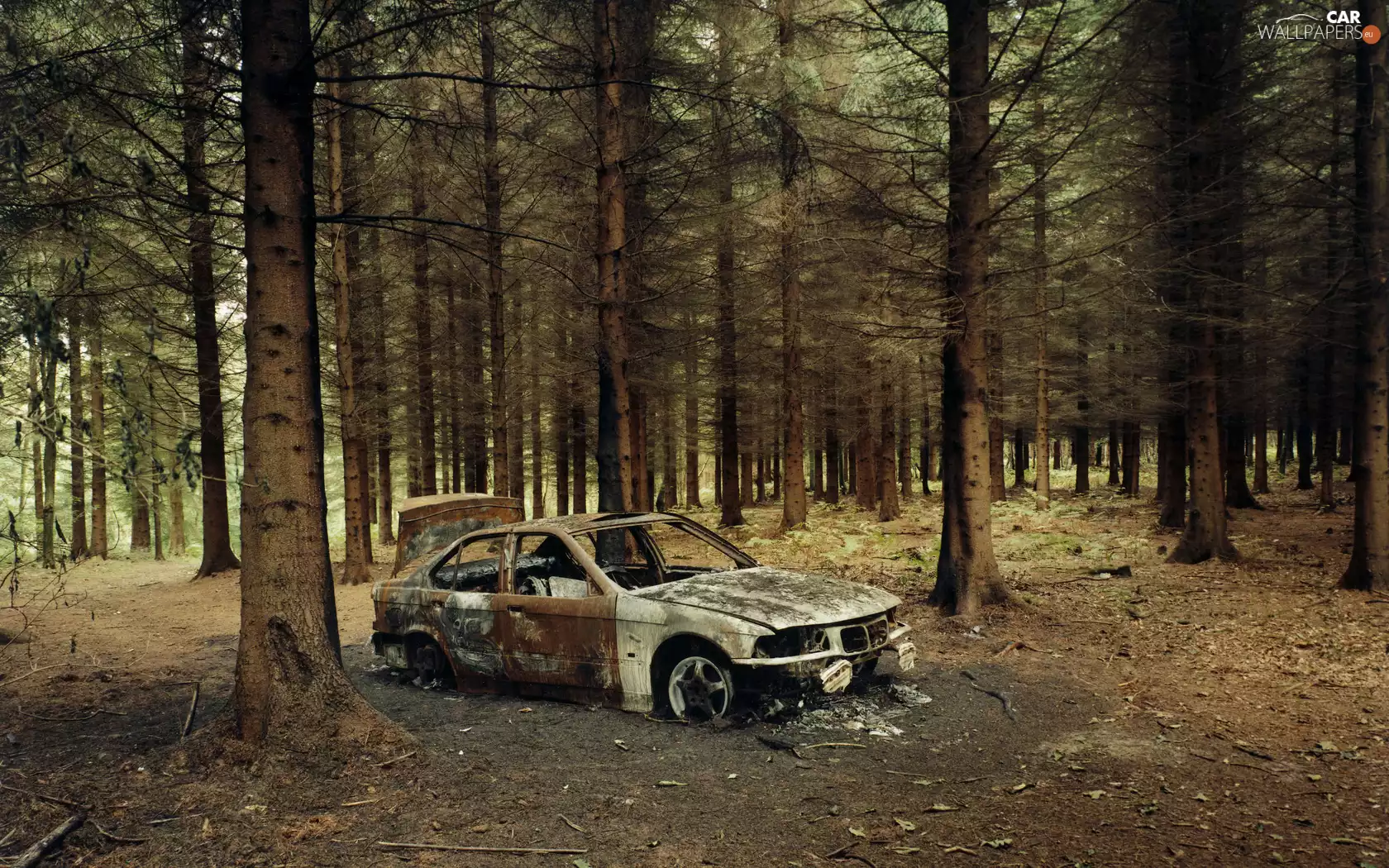 BMW E36, forest, Automobile