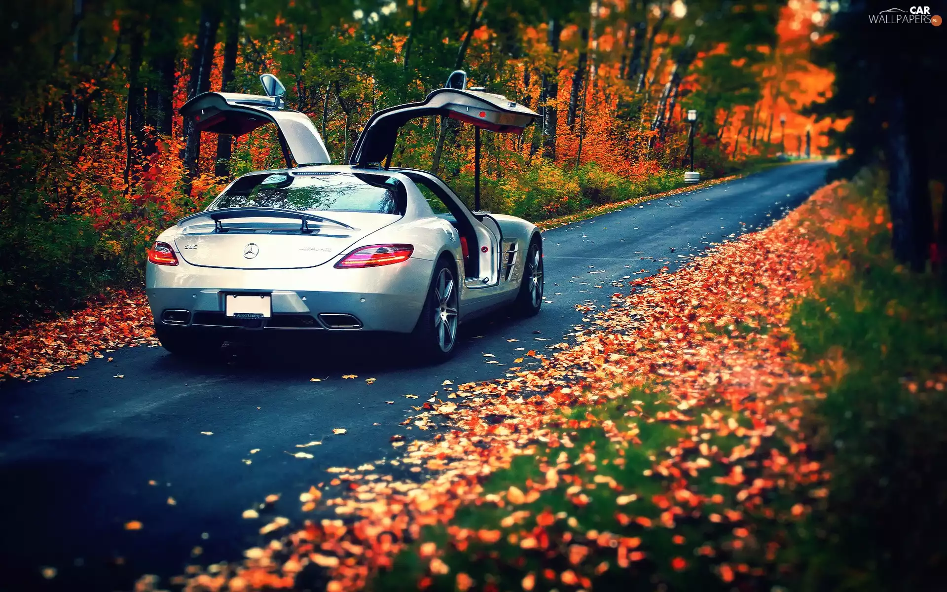 forest, Mercedes, Leaf, autumn, Way, SLS