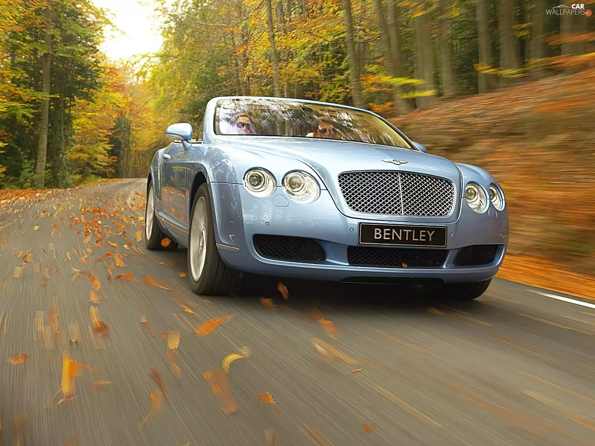 autumn, Bentley Continental GTC, Leaf