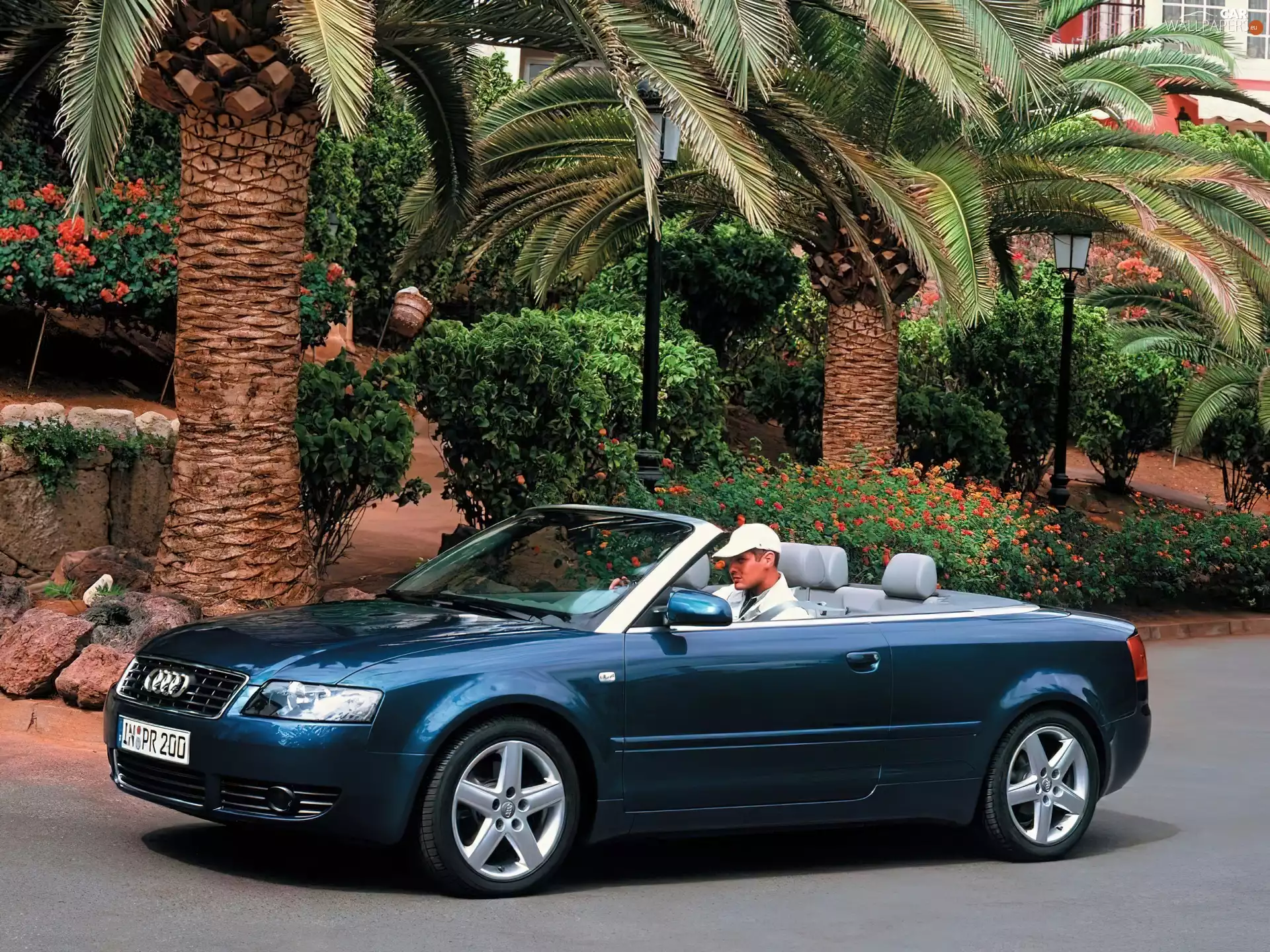 Palms, Audi A4, Cabrio