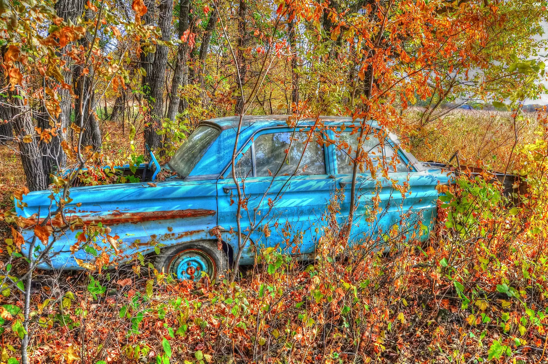 Automobile, forest, Old car