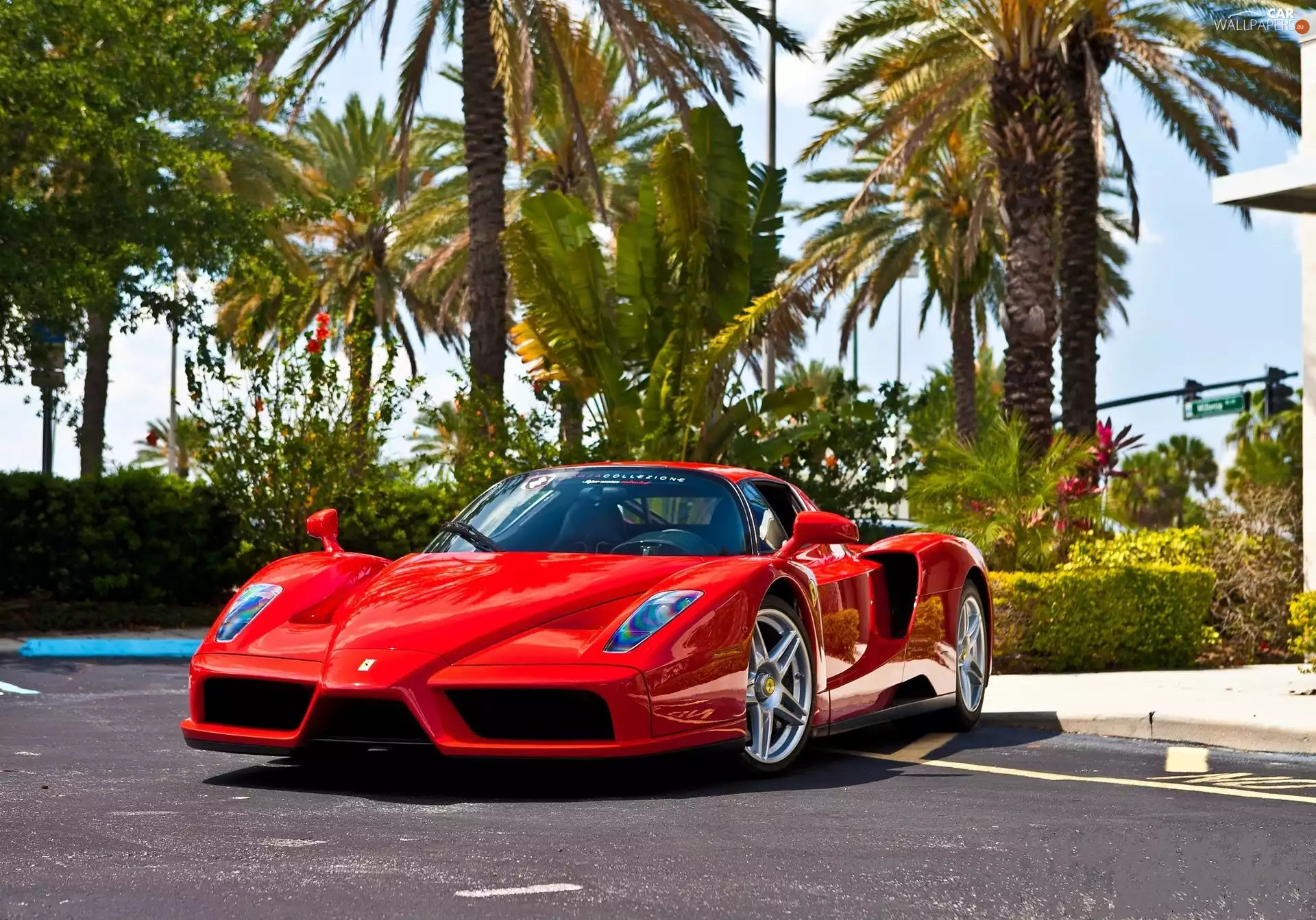 Palms, Red, Ferrari Enzo