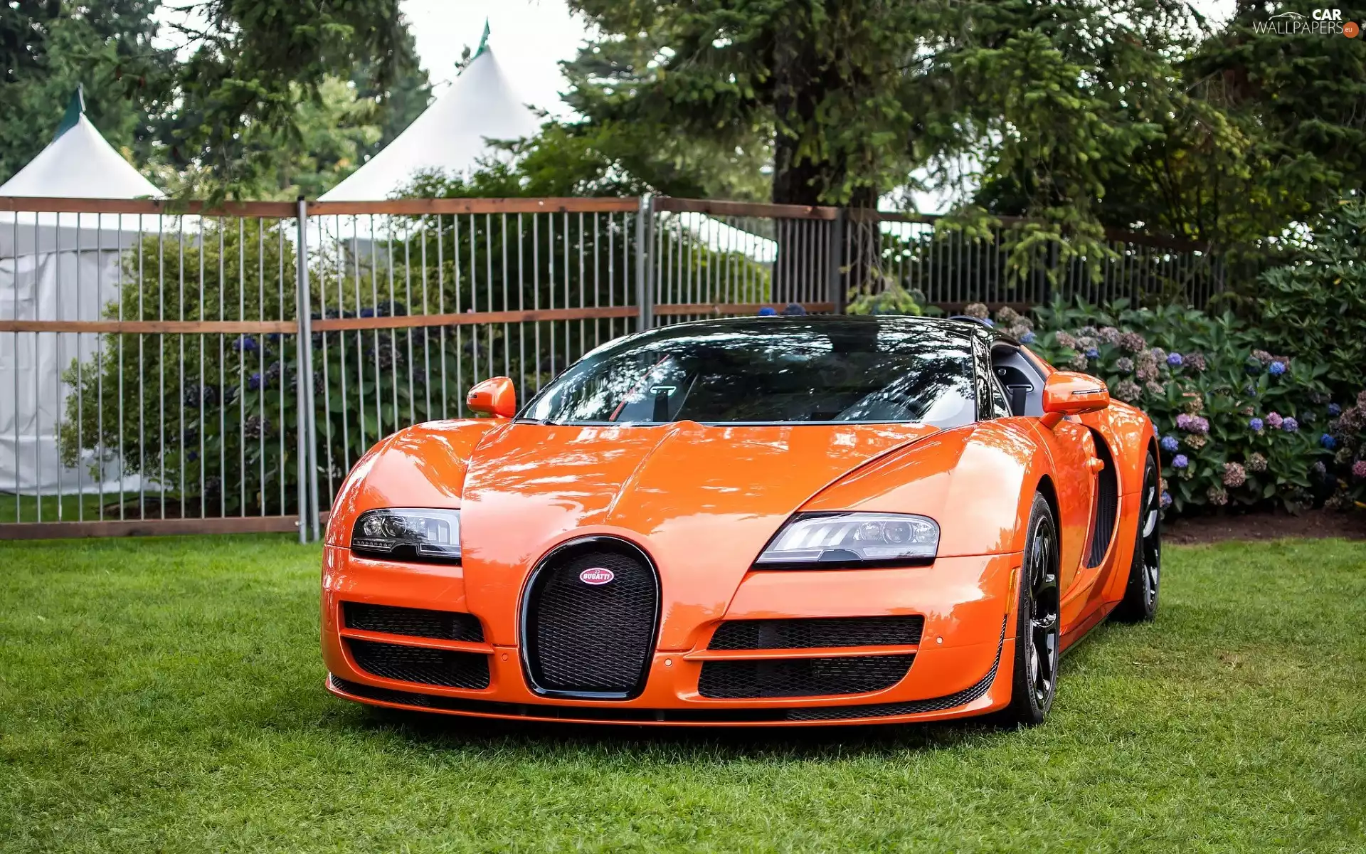 Bugatti, Flowers, fence, estate