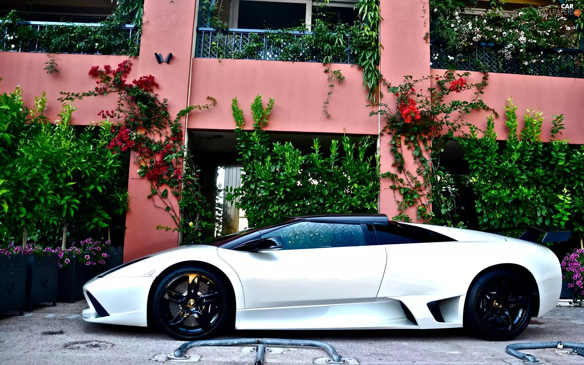 White, Lamborghini, house, Flowers, Automobile, Murcielago