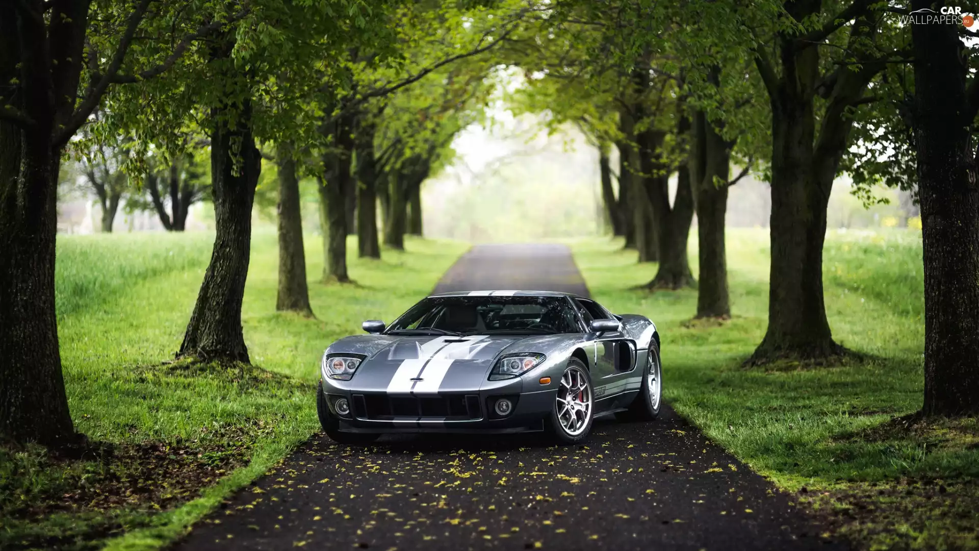 viewes, Ford Mustang GT, trees