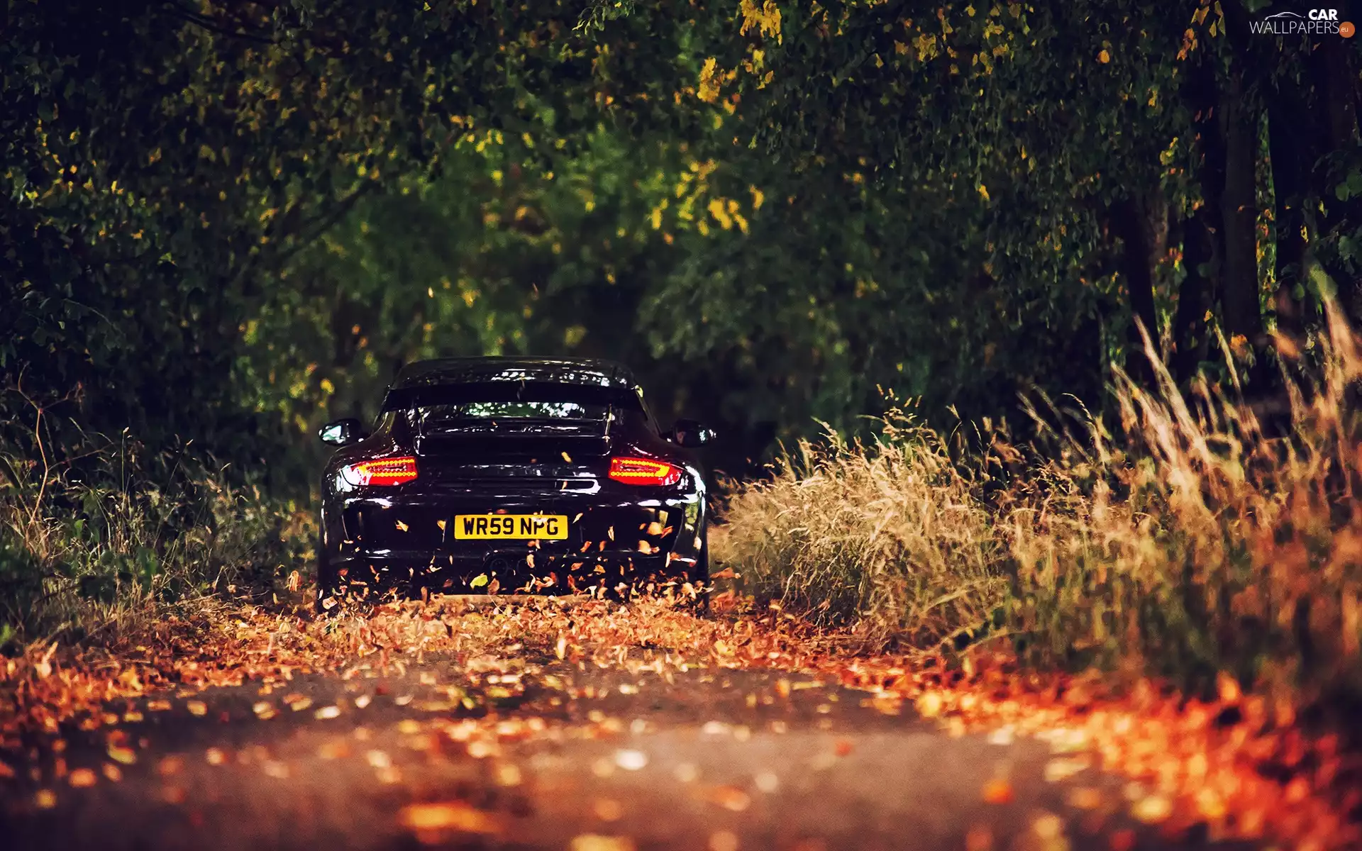 Way, 911, autumn, forest, Porsche, Leaf, ##