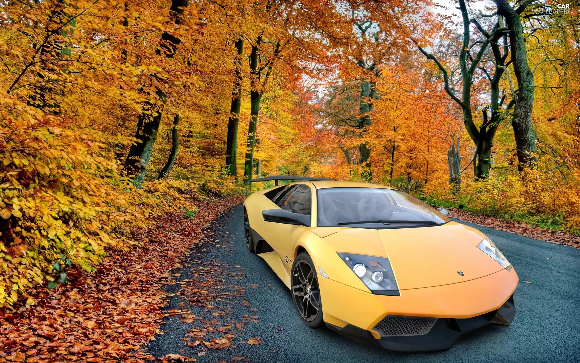autumn, Lamborghini Murcielago, forest