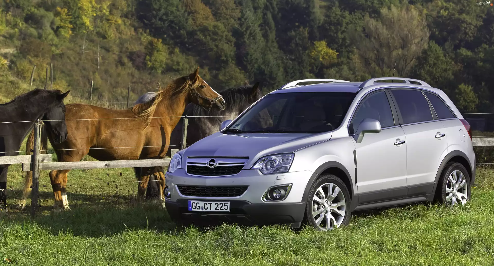 green, Opel Antara, Horse