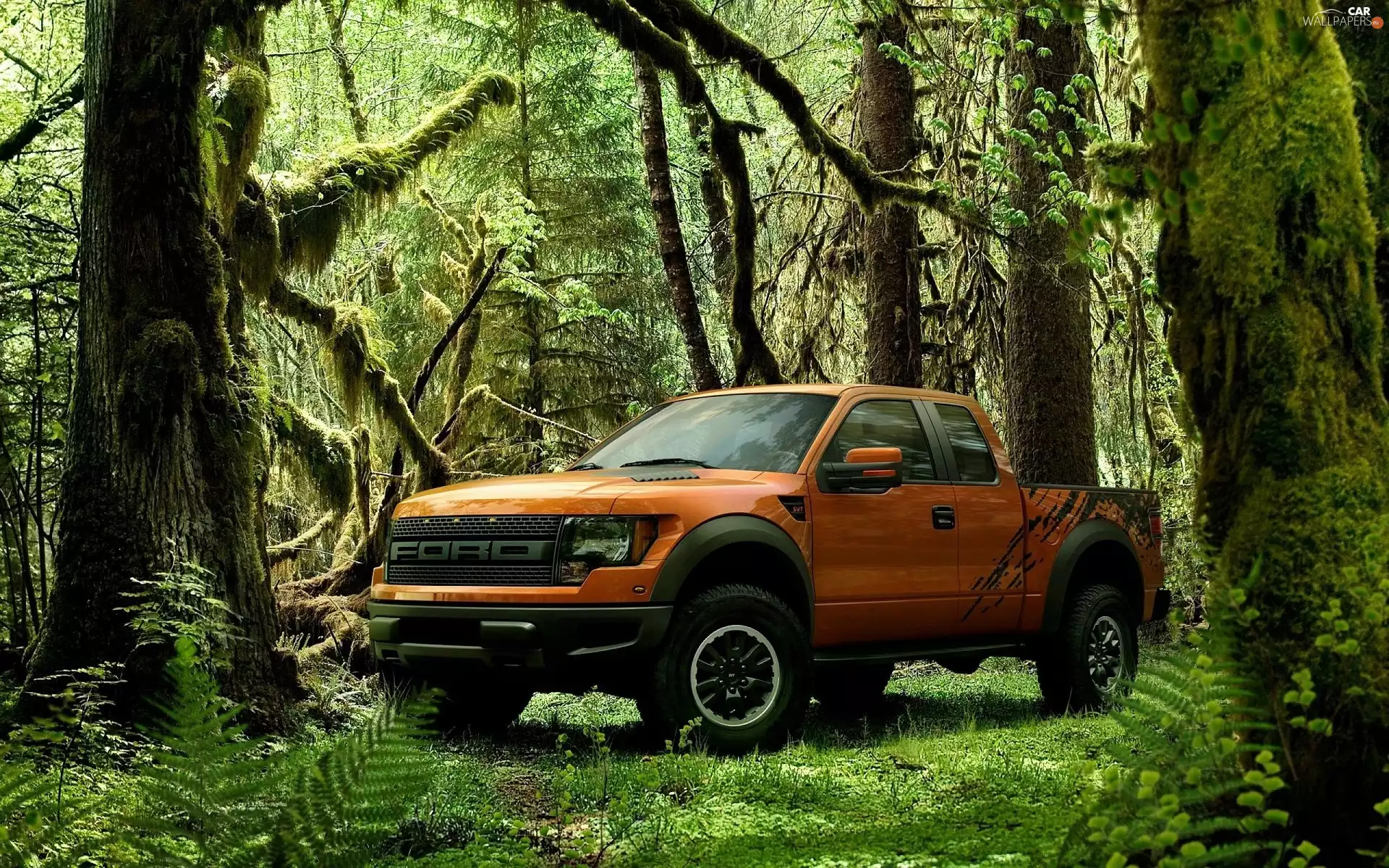 jungle, Ford, Raptor