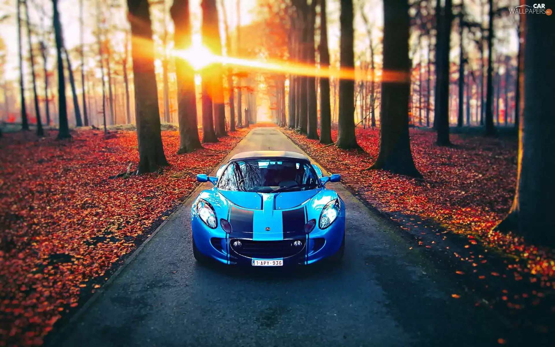 Lotus, Automobile, autumn, trees, sun, Leaf, Way, west, viewes