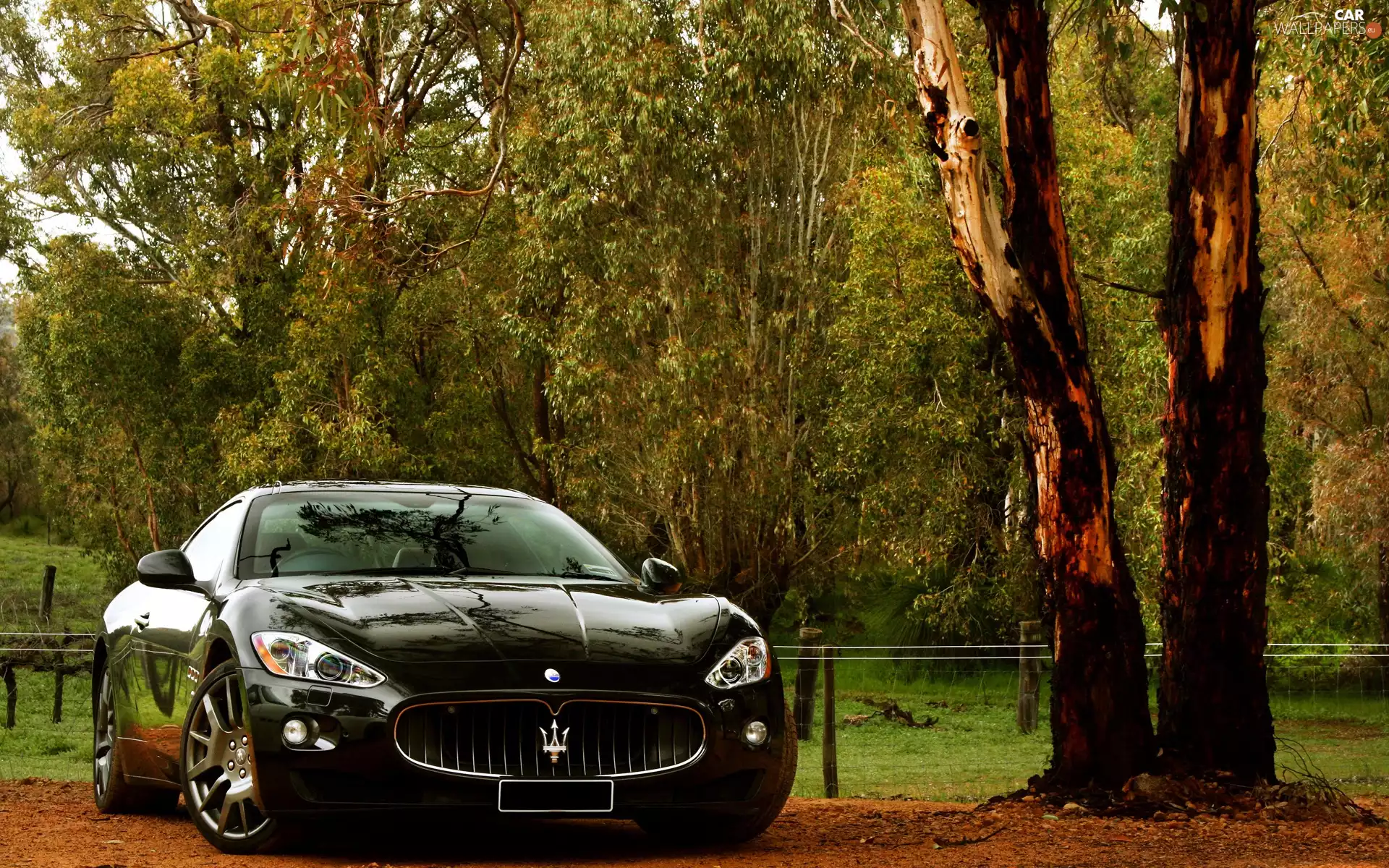 viewes, Maserati Gran Turismo, trees