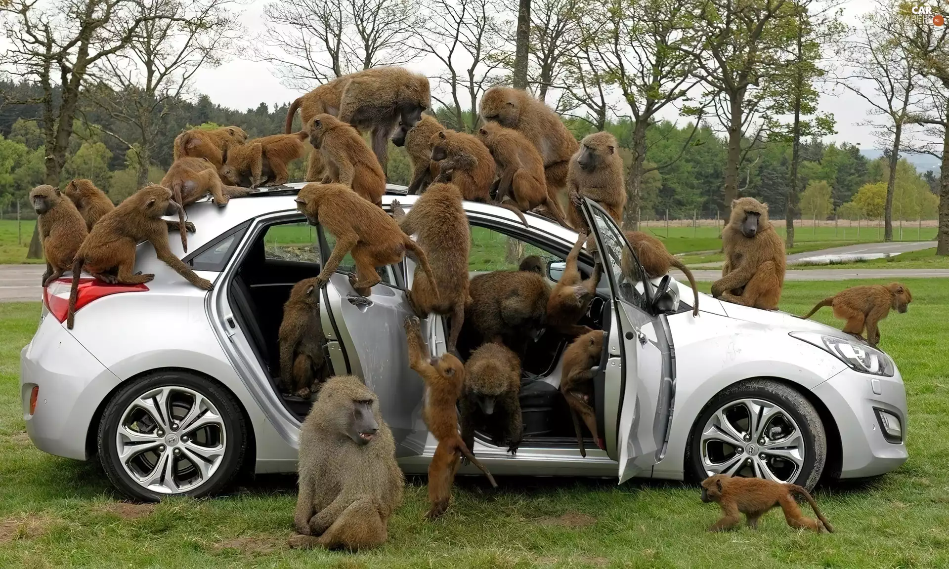 Automobile, monkey, viewes, grass, trees