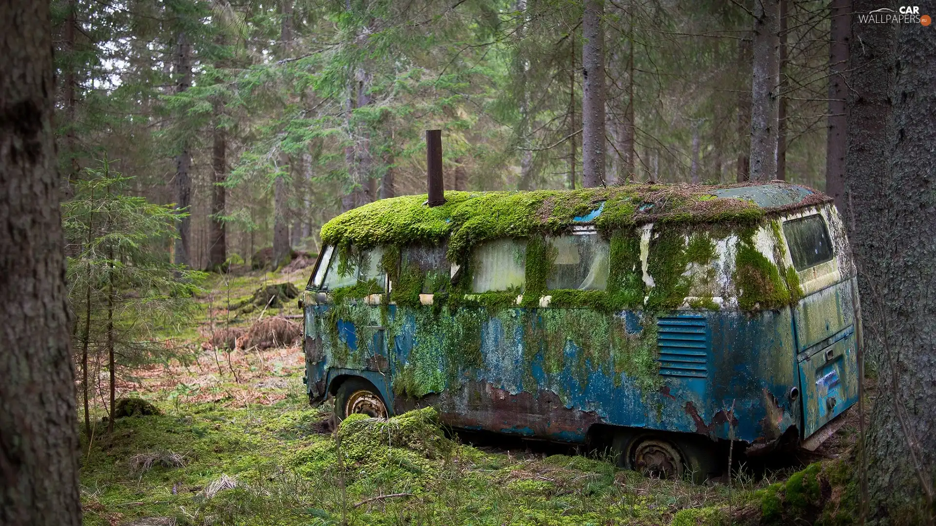rusty, forest, Moss, Automobile