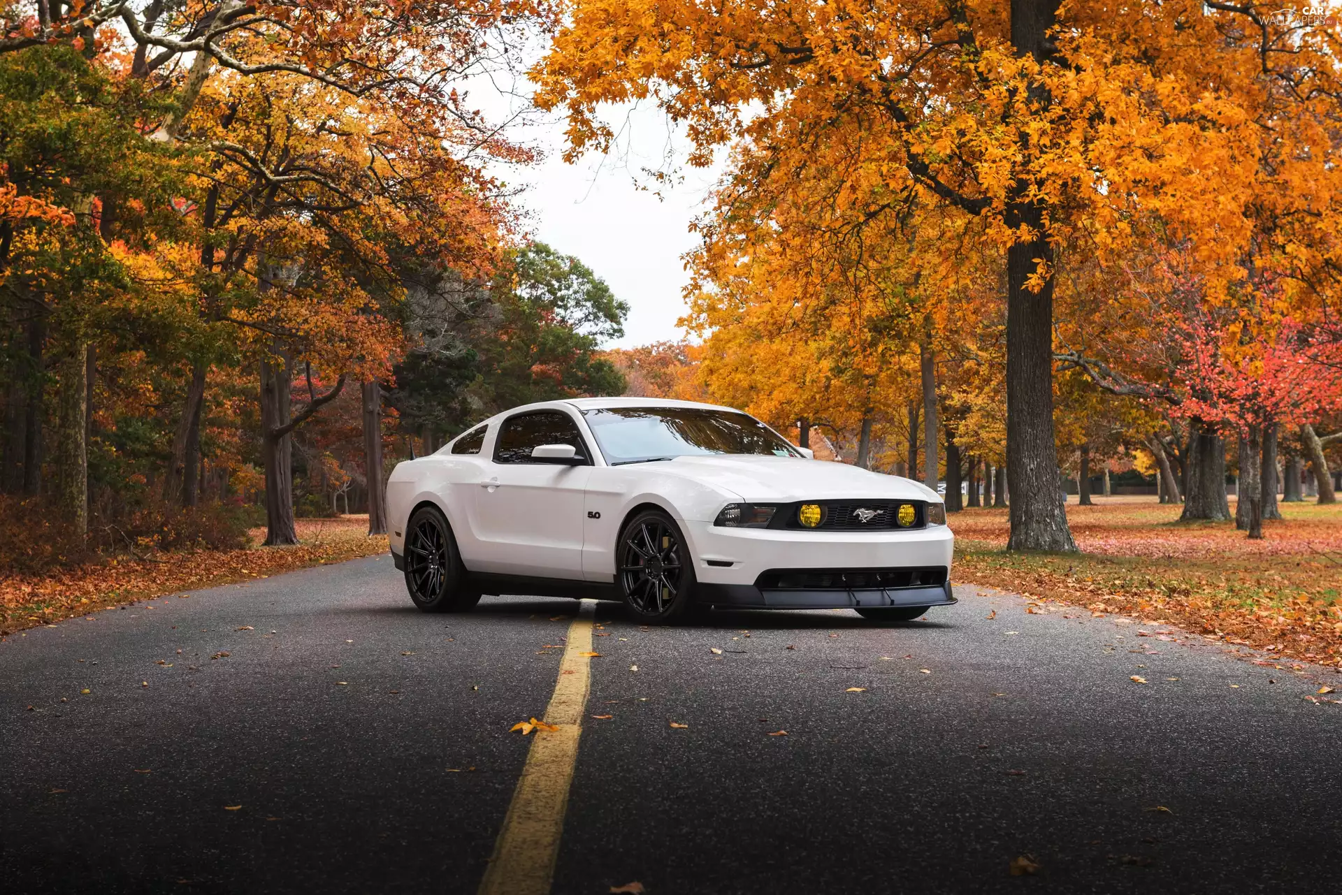 trees, viewes, Ford Mustang GT, 2011, White