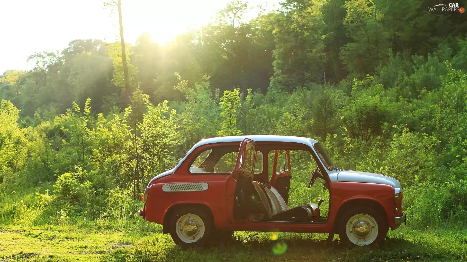 antique, forest, rays of the Sun, Zaporojian
