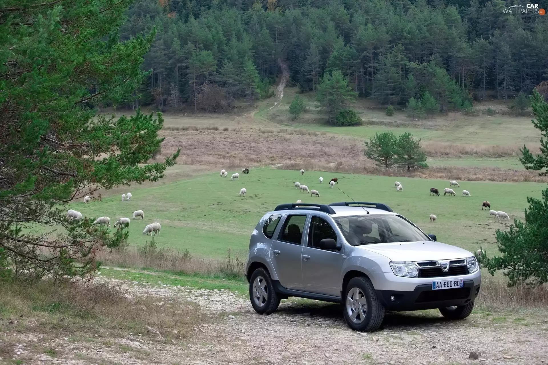 Toyota Silver, Sheep, pasture, Dacia Duster