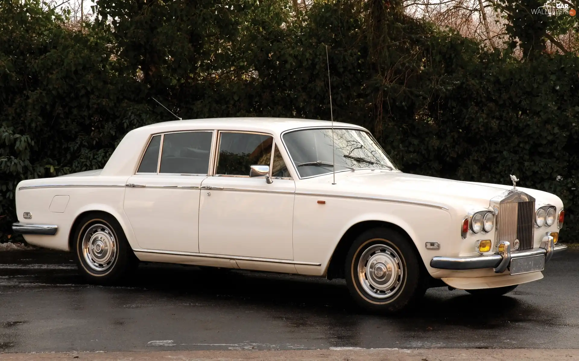 White, Rolls Royce