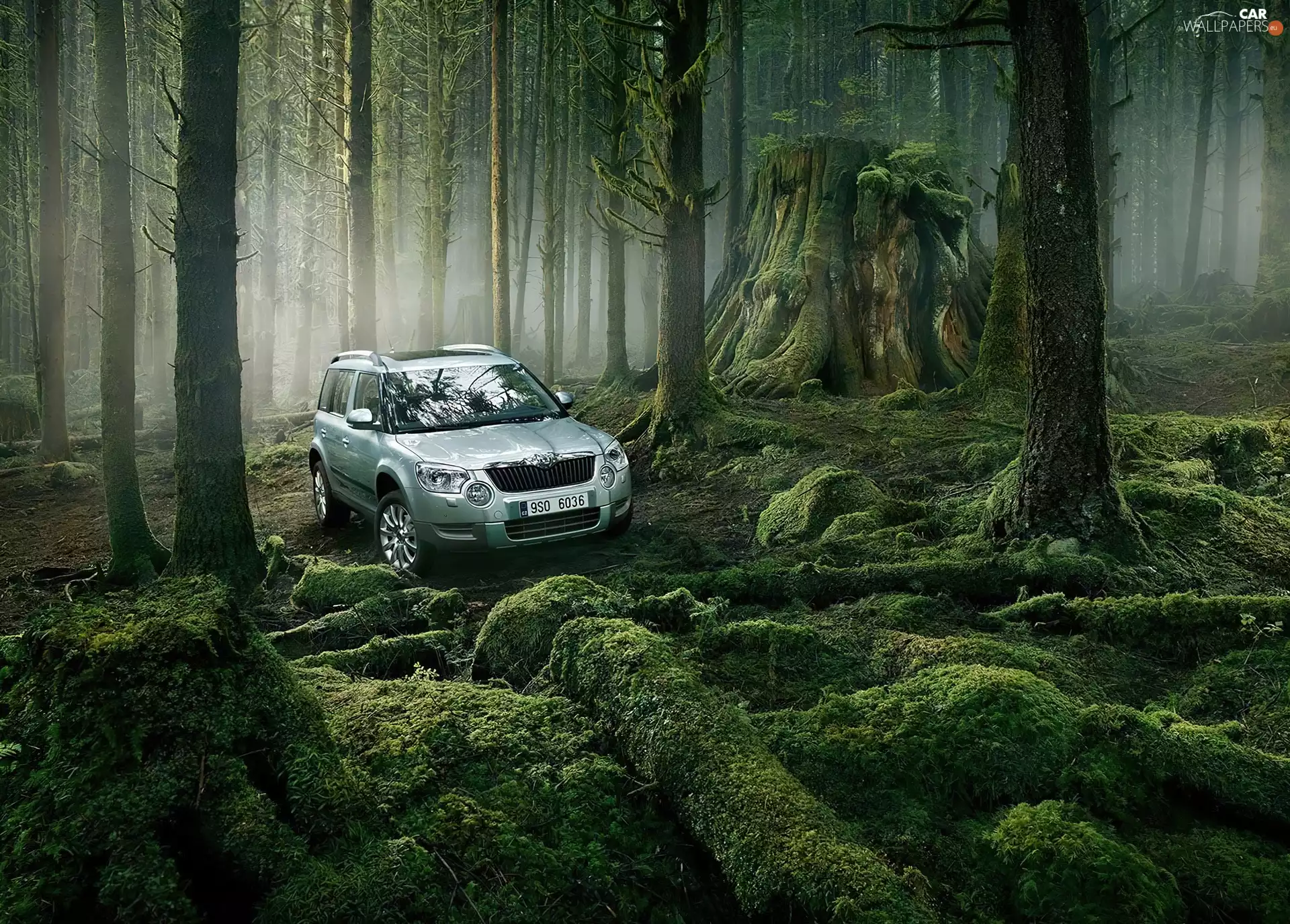 Field, forest, Stems, Skoda