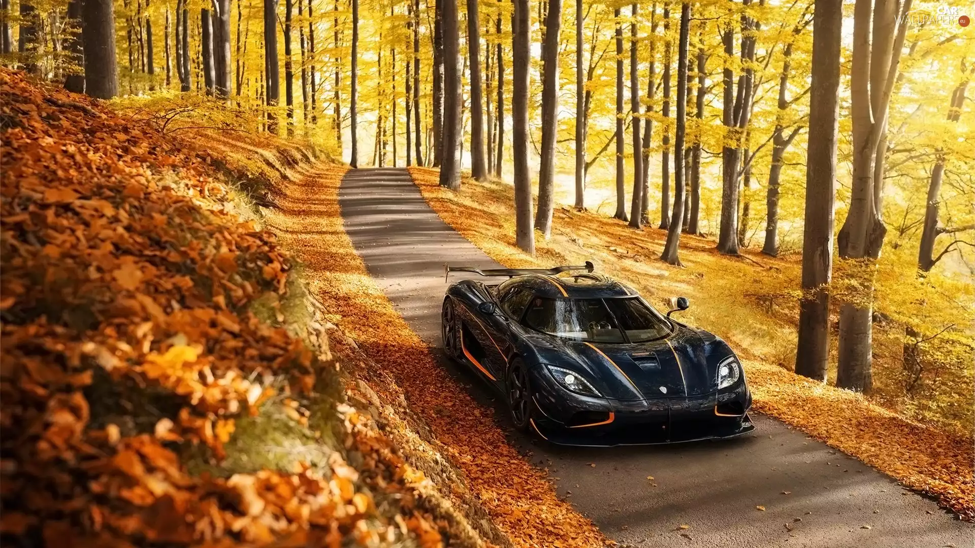 viewes, forest, Koenigsegg, trees, autumn, Way, Agera