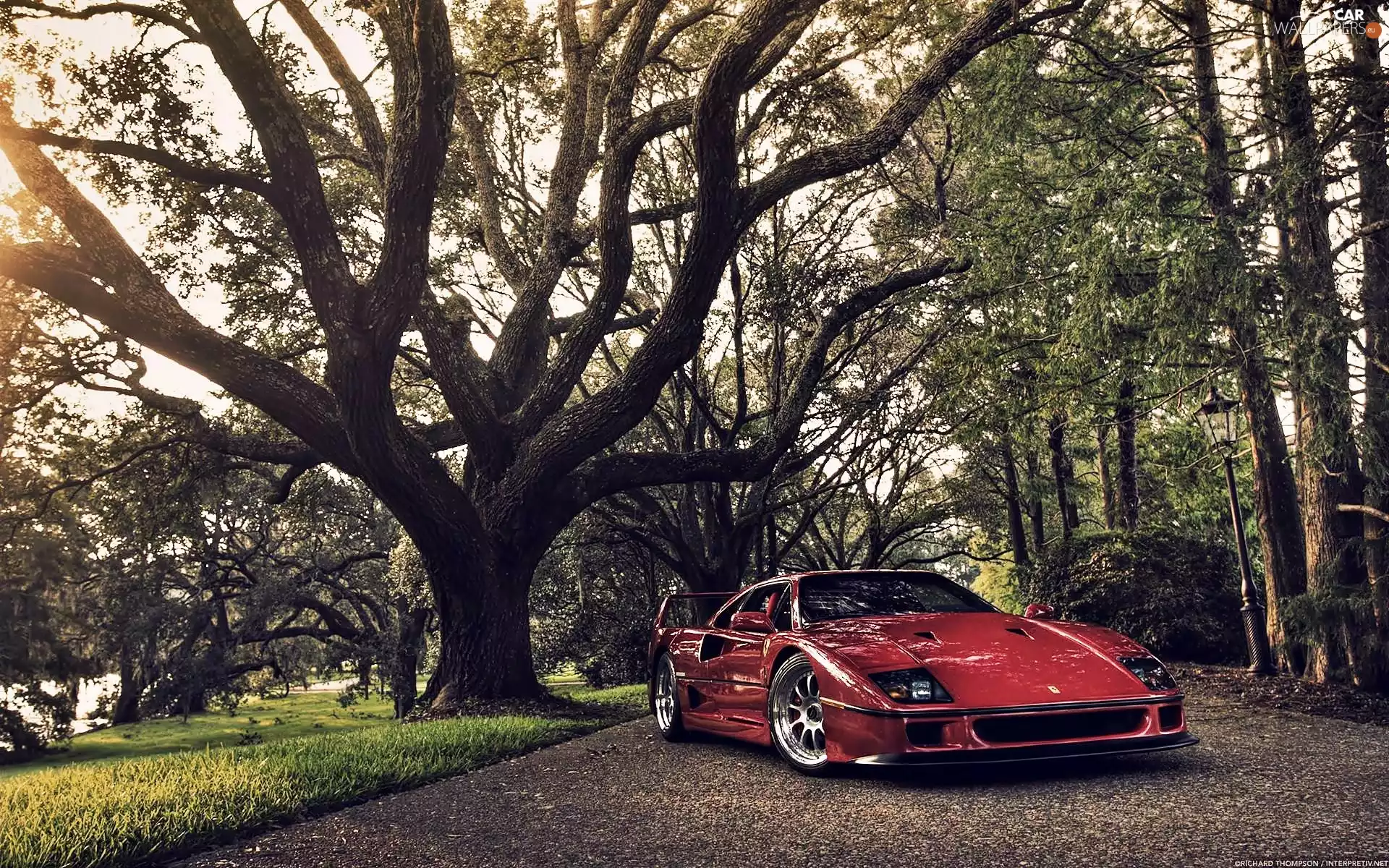 viewes, Ferrari F40, trees