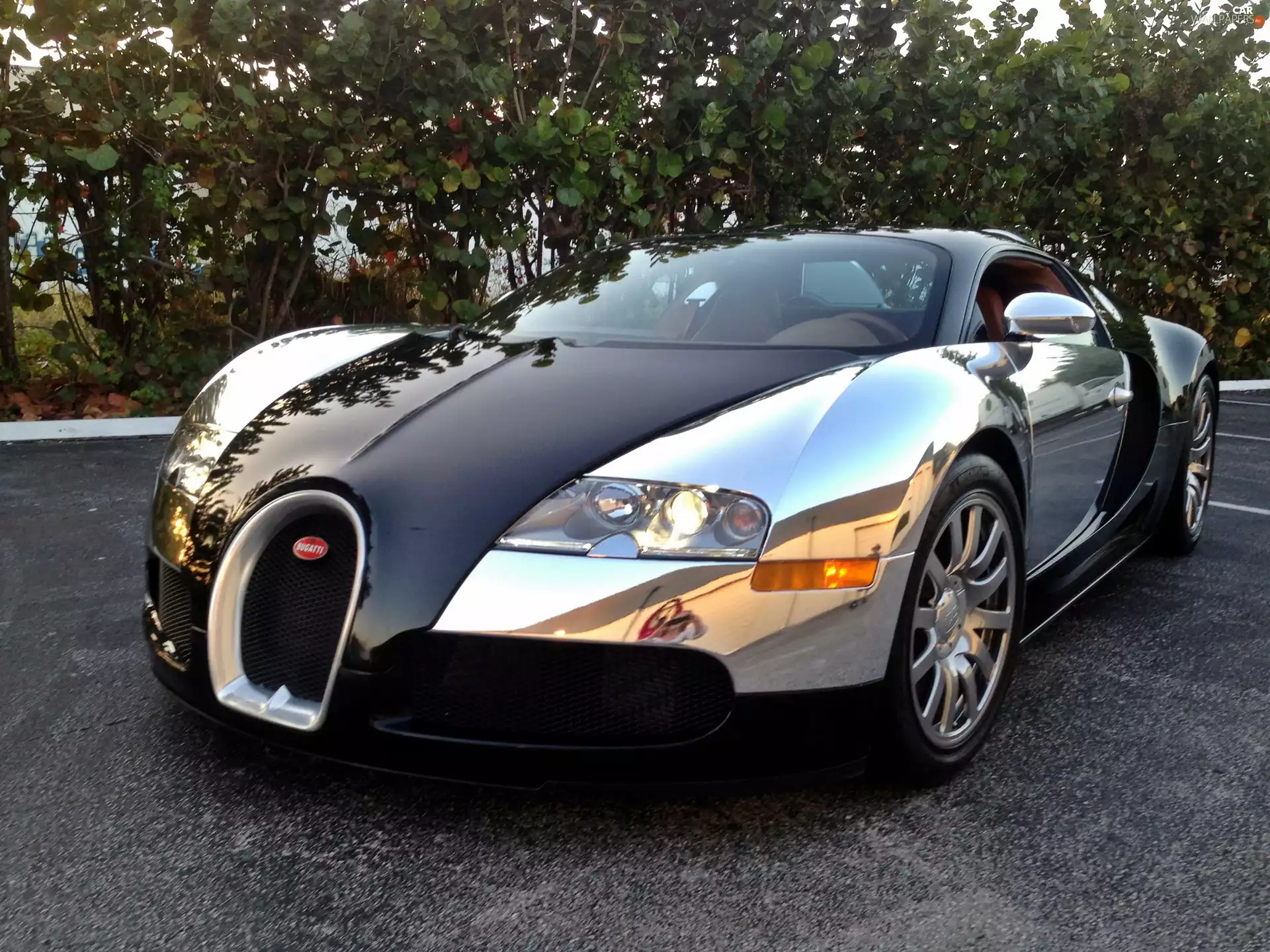 VEGETATION, Bugatti, Veyron
