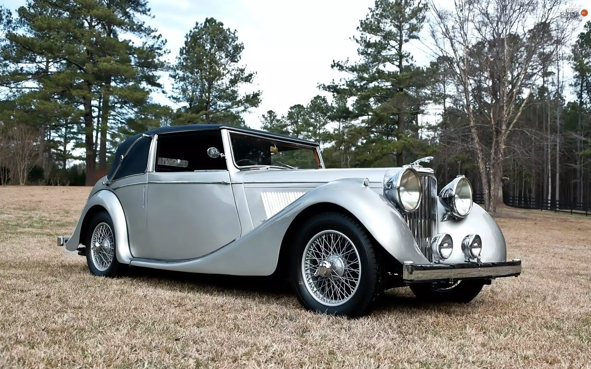 trees, viewes, antique, Jaguar, Automobile