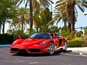 Palms, Red, Ferrari Enzo