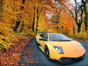 autumn, Lamborghini Murcielago, forest