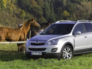 green, Opel Antara, Horse