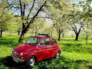 grass, Fiat 500, orchard