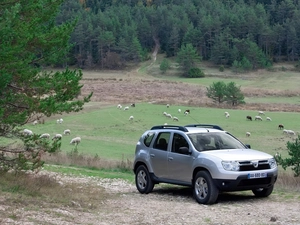 Toyota Silver, Sheep, pasture, Dacia Duster