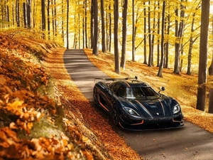viewes, forest, Koenigsegg, trees, autumn, Way, Agera