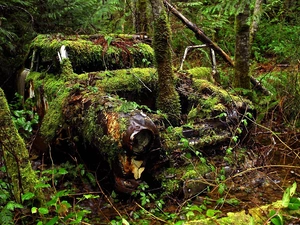 Plants, antique, viewes, Automobile, forest, trees, Moss