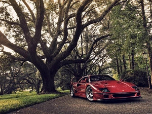 viewes, Ferrari F40, trees