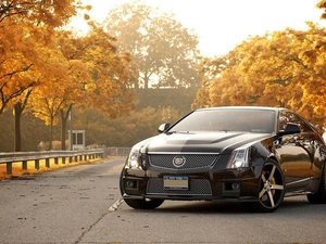 viewes, Way, CTS-V, trees, Cadillac